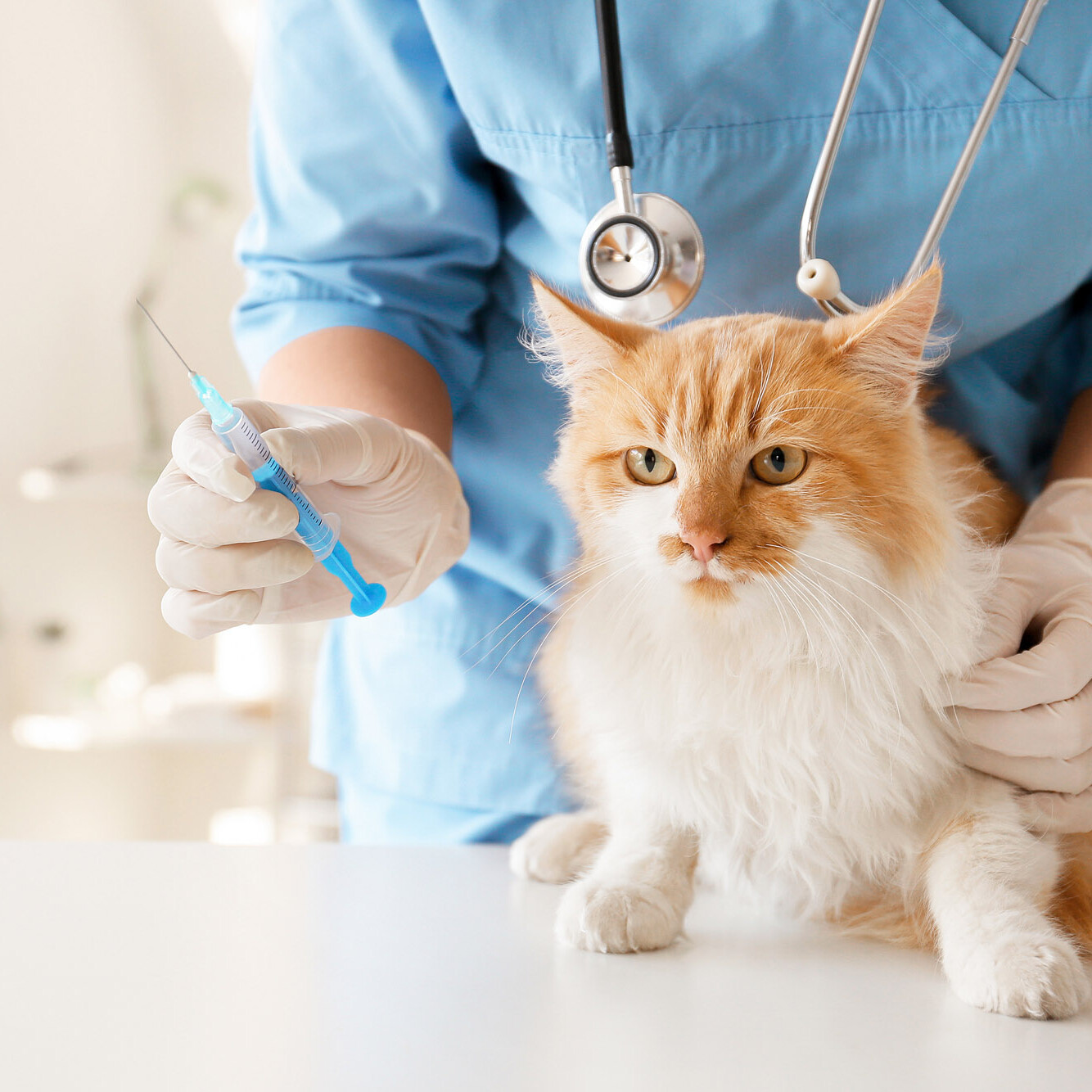 Katze wird beim Tierarzt geimpft