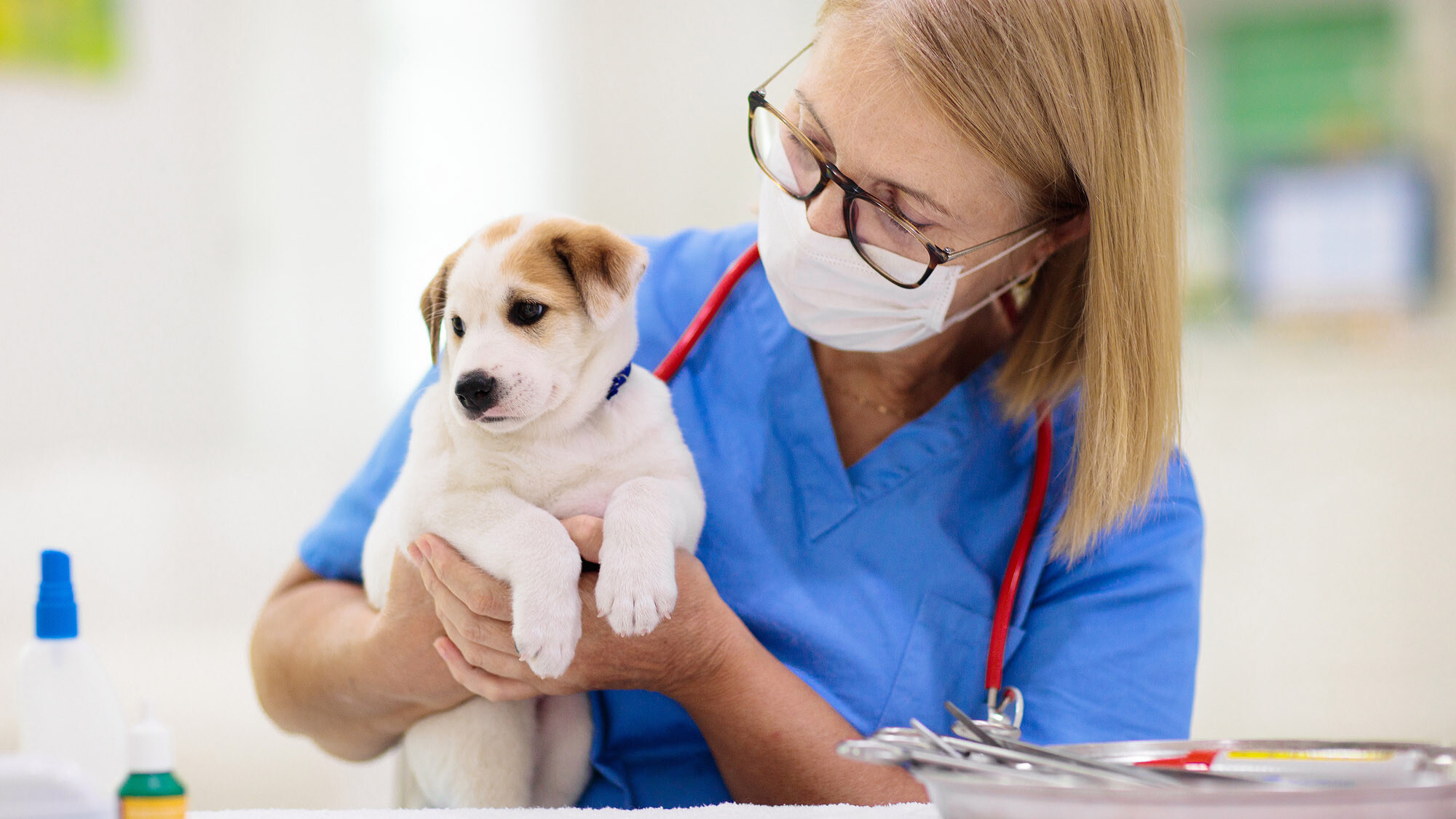Tieräztin mit Hundewelpem