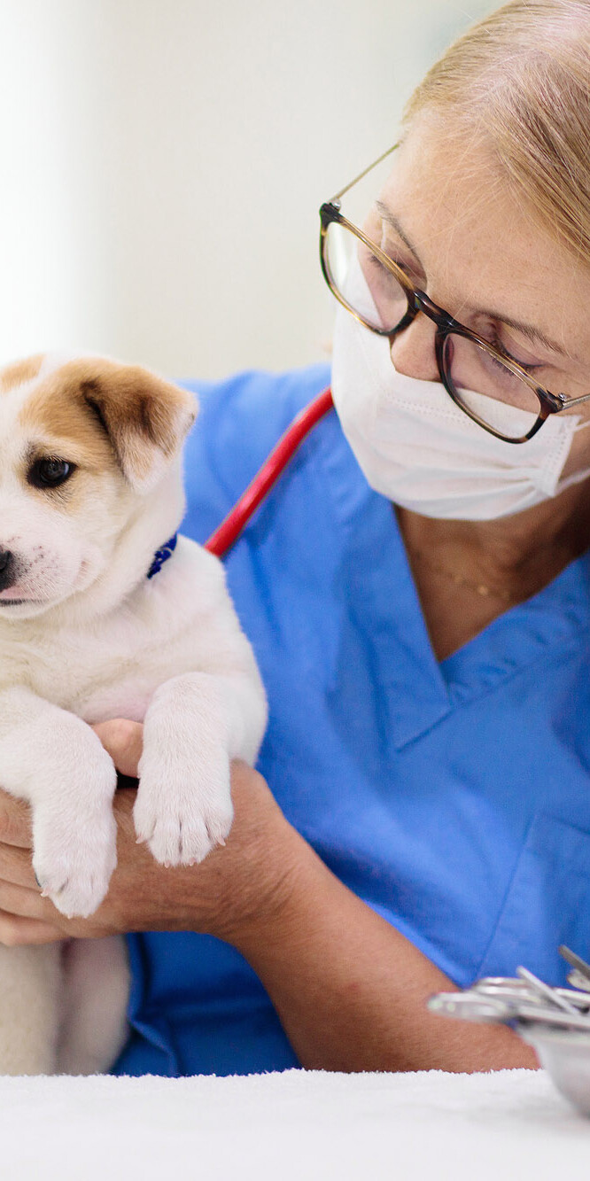 Tieräztin mit Hundewelpem