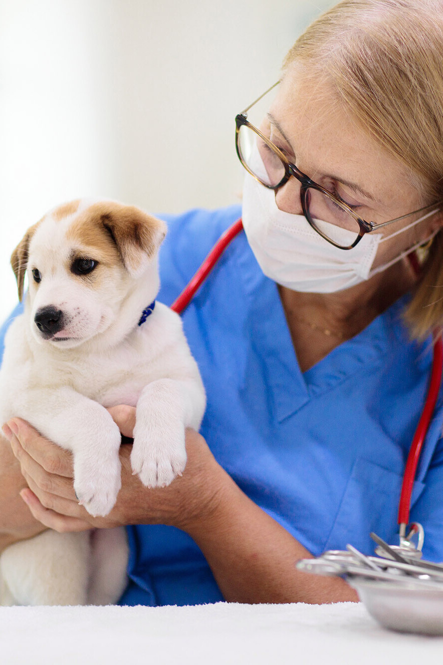 Tieräztin mit Hundewelpem